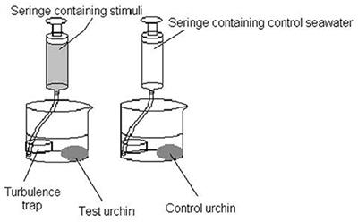 Perception of Dissolved Food-Related Compounds by the Sea Urchin Paracentrotus lividus (Echinodermata: Echinoidea)